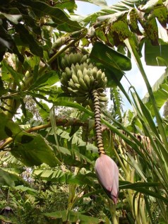 banana-fruiting-flower-at-end-on-permadynamics-banana-plantation