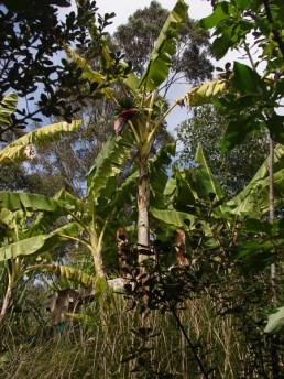flowering-and-fruiting-banana-plant-on-permadynamics-plantation