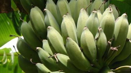 ladyfinger-bananas-growing-at-permadynamics-450x250