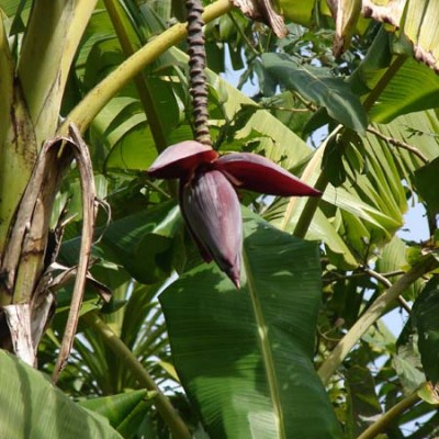 permadynamics-banana-plantation-400x400