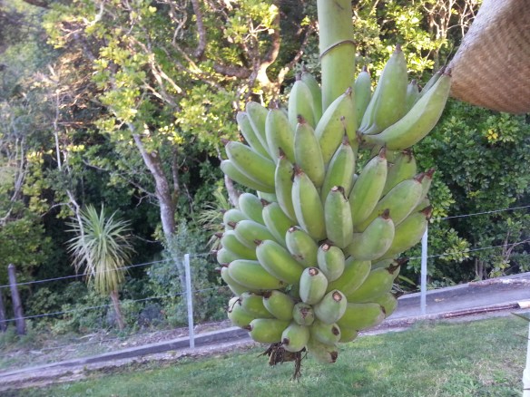 Bananas at home