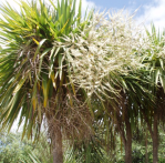 cabbage trees